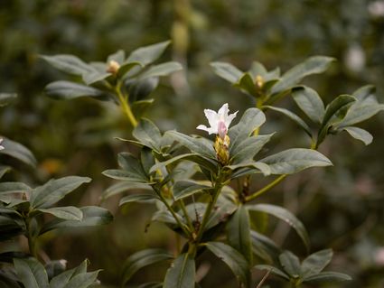 Bloem in Wassenaar