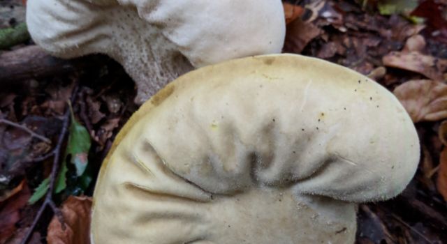 Wandeling | Cultuurhistorie en paddenstoelen in Ratum