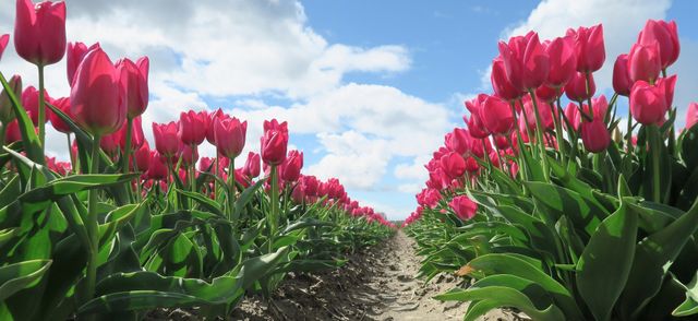 Roze tulpen blauwe lucht Noordwijk
