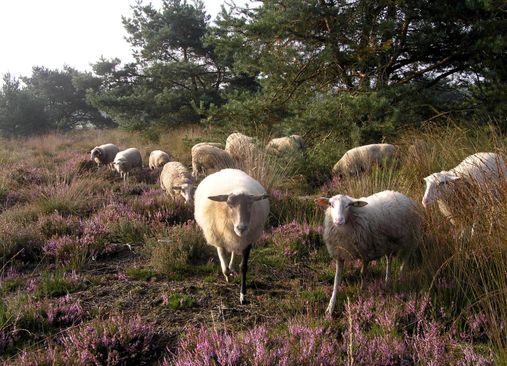 schapen op de heide