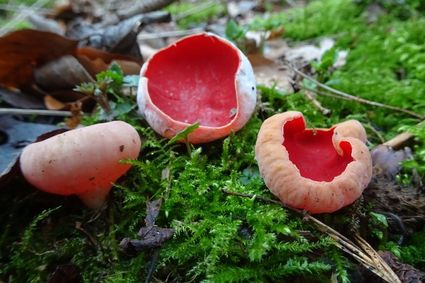 Wandeling | Cultuurhistorie en paddenstoelen in Ratum
