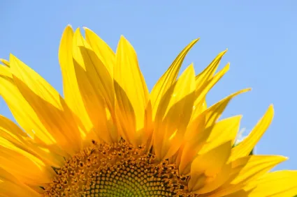 Sunflower get-together Beek en Donk