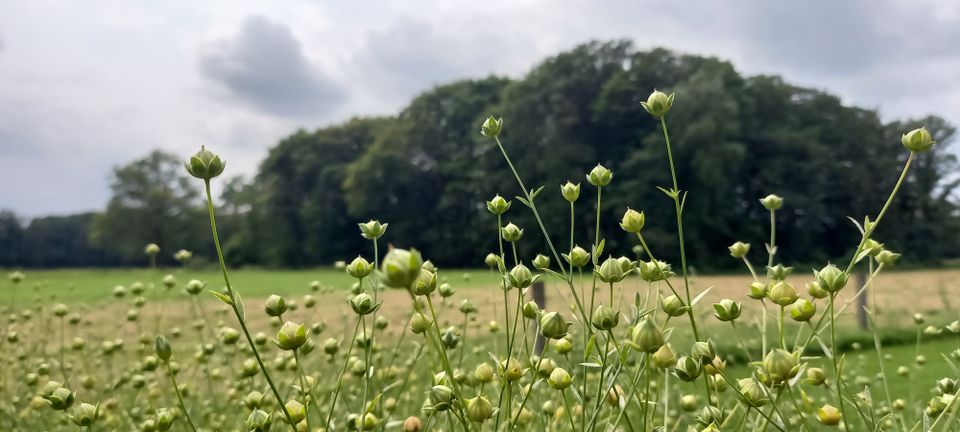 Zaai je eigen vierkante meter vlas!