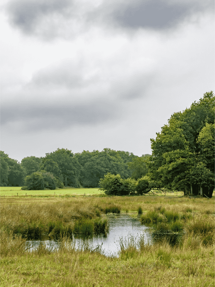 Een stroompje in natuurgebied Hondstong