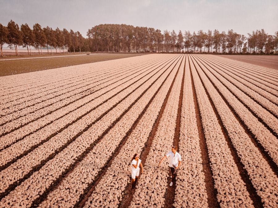 Tulpenvelden in Nederland