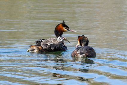 Vogelexcursies IVN Geldrop starten 24 maart