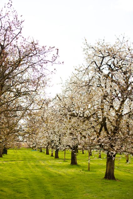 Fruitbomen en vers fruit bij Fruitbedrijf Smorenburg in Woerden met appels, peren en kersen uit eigen boomgaard.