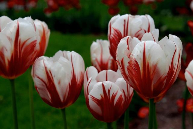 Tulips in Hortus botanicus