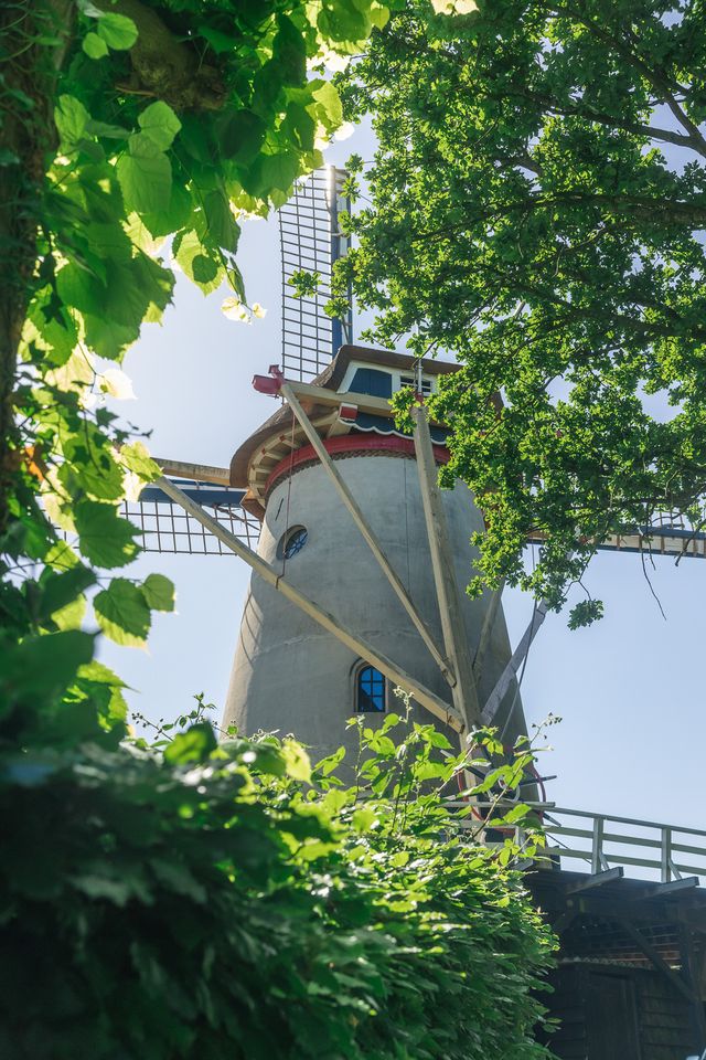 Een witte, ouderwetse molen tussen een doorkijkje van bomen.