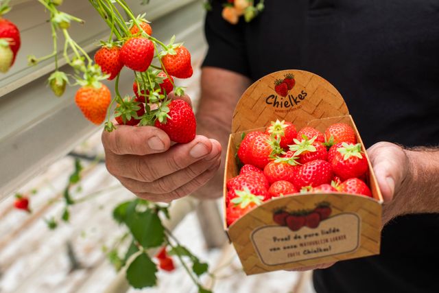 Chielkes Aardbeien Helenaveen
