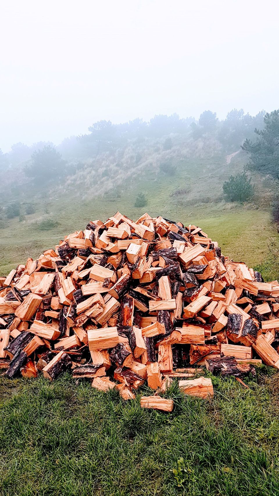 Houtbult op Vlieland