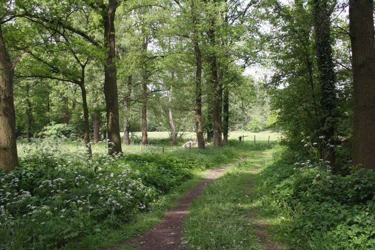 bospad in De Mortelen
