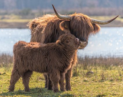Een Schotse hooglander met kalfje