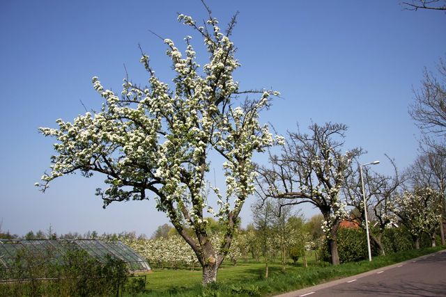 Fruitbomen langs de Nekkerweg en oude druivenkas