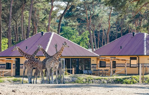 Beekse Bergen Safari Resort photo 4