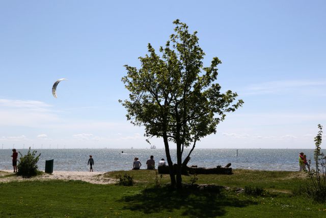 boom op het strandje mirnserklif 
op de achtergrond een kitesurfer