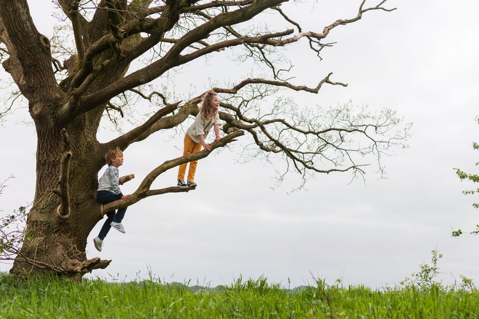 Jongen en meisje klimmen en klauteren in een boom.