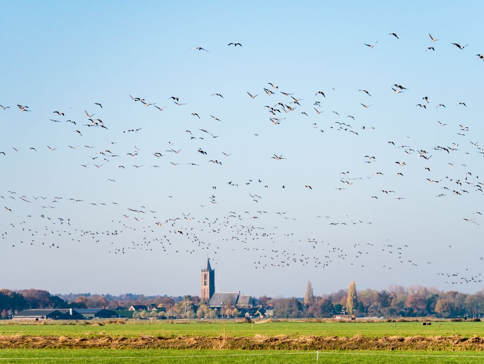 Vogelrijke polder bij Eemnes