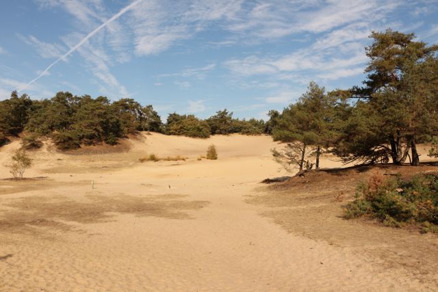 Shifting sand in the Loonse and Drunense Dunes