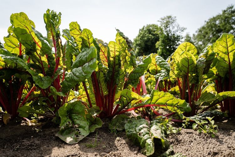 Tentoonstelling De Moestuin