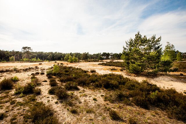 Kalmthoutse Heide