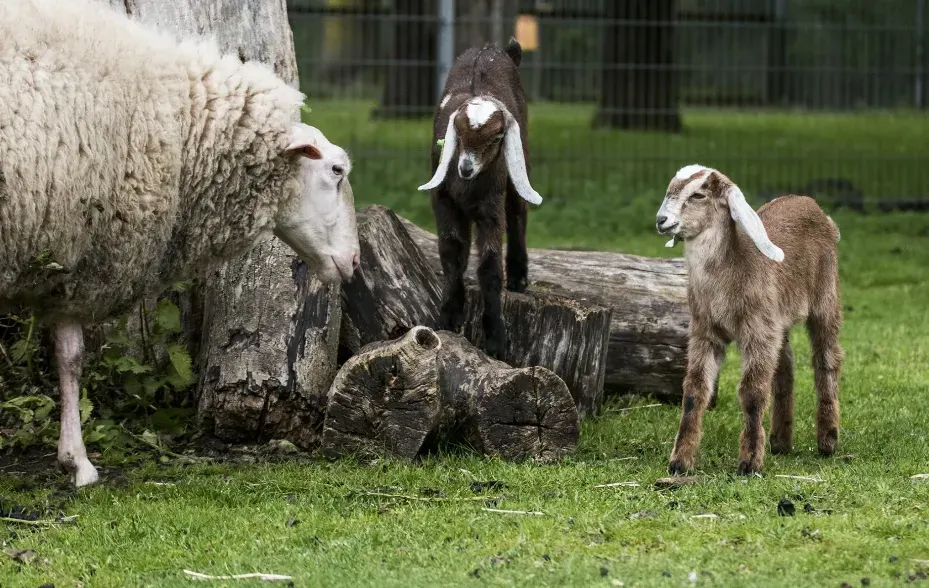 Schapen en lammetjes in Stadspark.