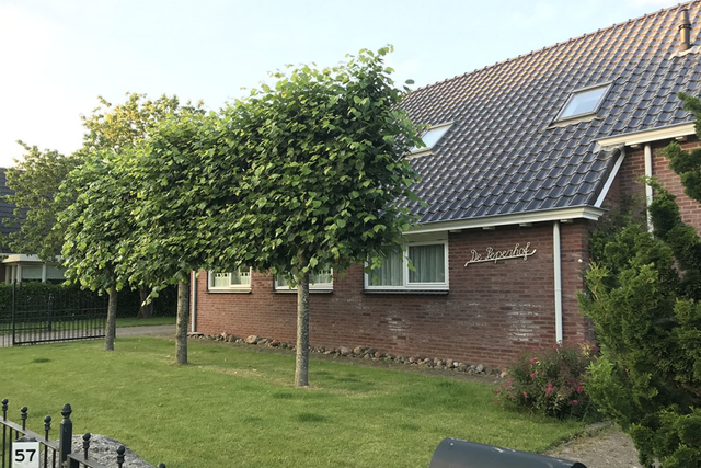 Vakantiehuis waar drie bomen voor staan.