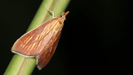 nachtvlinder-25628-moerasduiveltje_@Staatsbosbeheer