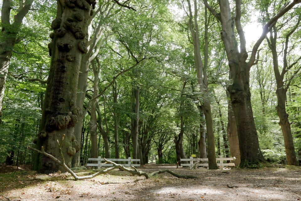 Lycklamabos gaasterland
grote eiken en een wit hekje