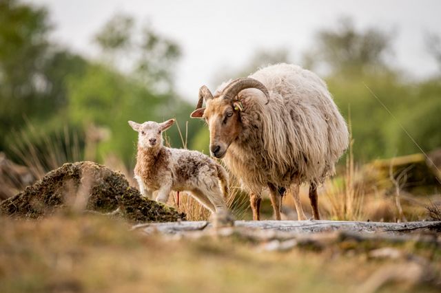 Een lammetje staat stil in de Drentse natuur en kijkt in de camera. Haar moeder blijft bij haar in de buurt om een oogje in het zeil te houden.