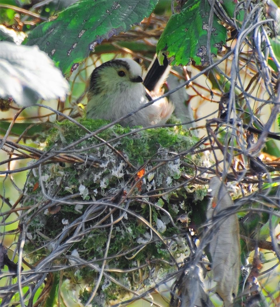 vogel op vogelnest in boom