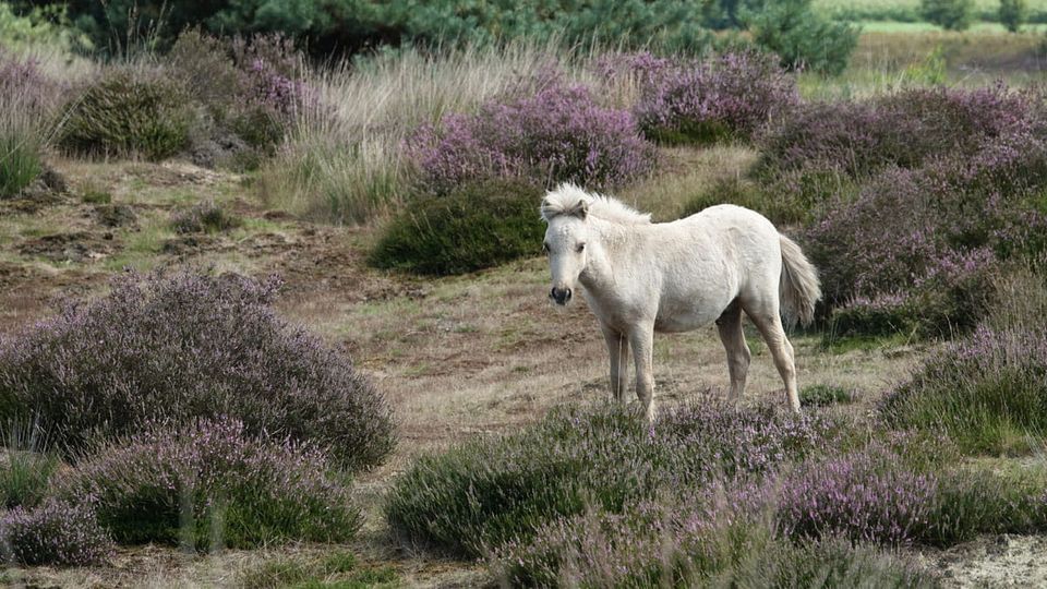 een witte shetland pony staat op de hei