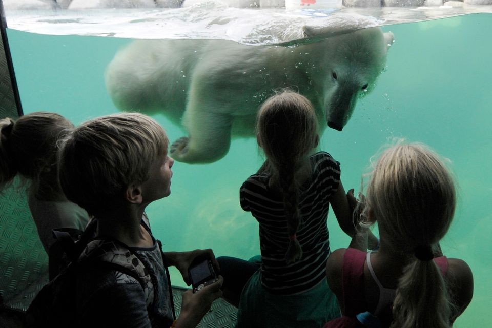 Kinder stehen hinter einer Glasscheibe und schauen einem schwimmenden Eisbären im Wildlands Adventure Zoo Emmen zu.