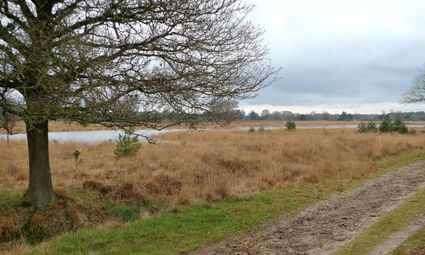Op deze foto bepalen gedroogde grashalmen het uitzicht op Landschap de Kampina. Met op de achtergrond een ven.