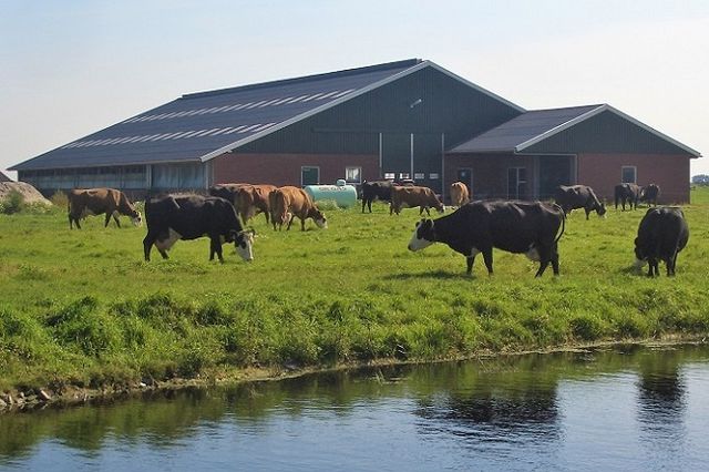 Blaarkoppen in de Hemmeerpolder