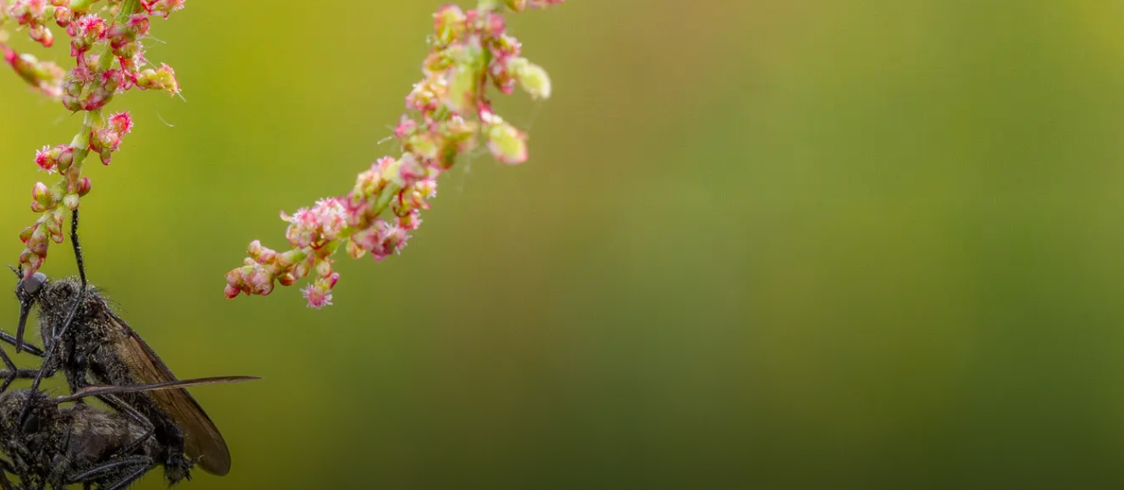 Twee vliegende insecten zitten op elkaar met erboven een twijgje met bloemetjes