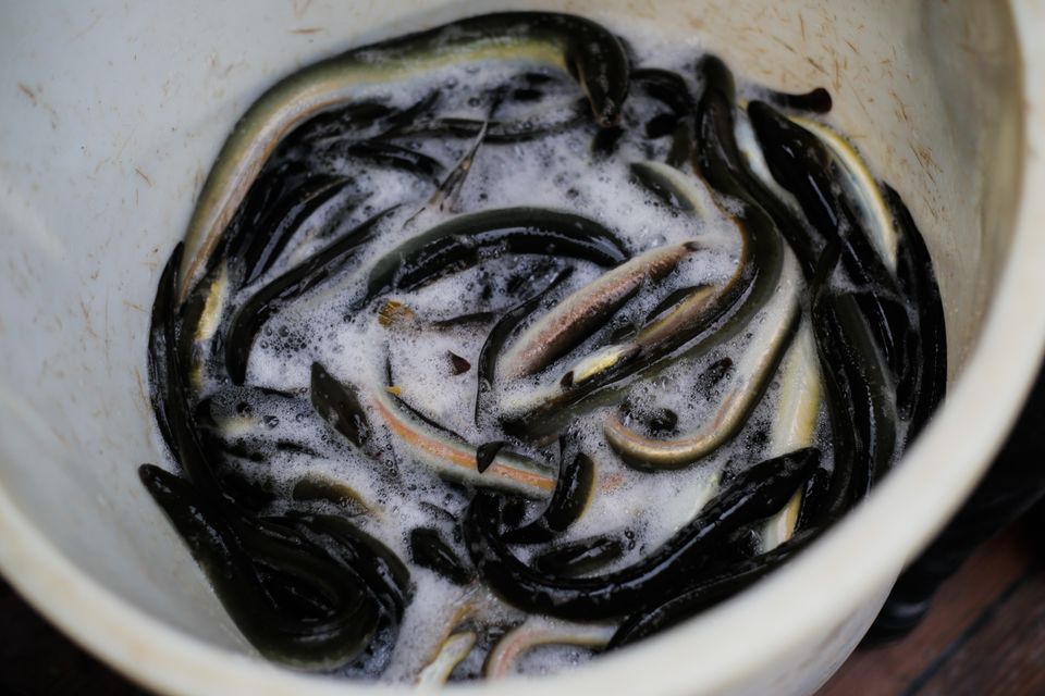 Levende paling gevangen