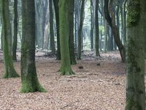 Ommetje door het bos