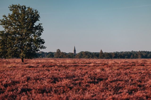 Een uitgestrekt paars heideveld met op de achtergrond een kerktoren.