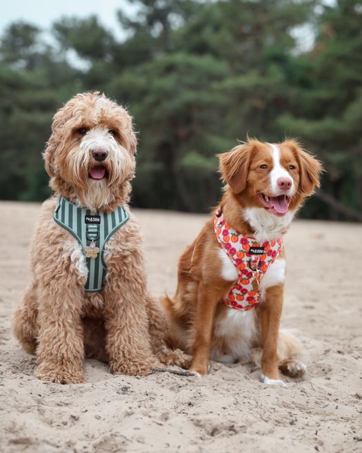 Honden zitten in het zand.
