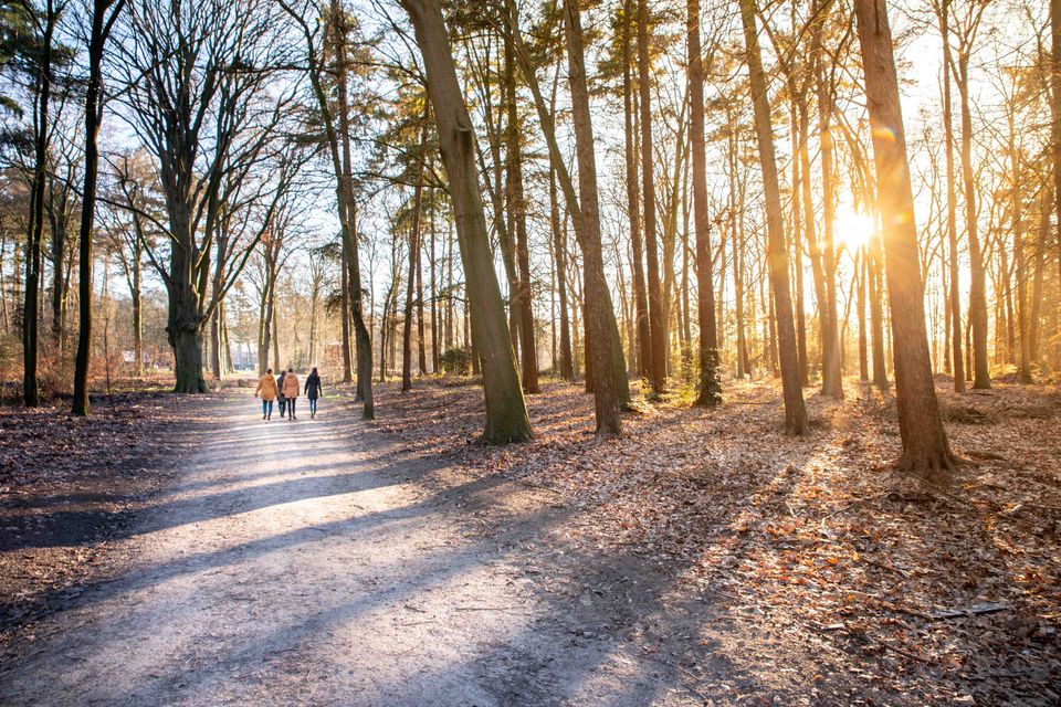 Wandelen in Ede Bos - Bezoek Ede