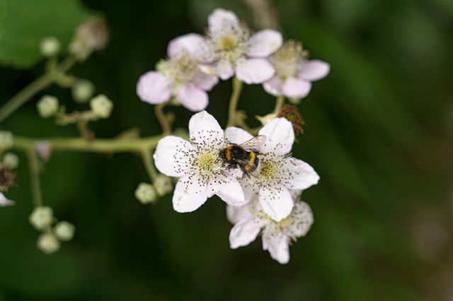 Ecozones natuur Almere