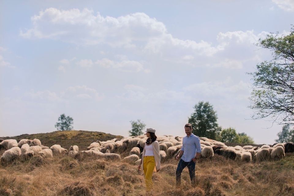 Wandelen op het Balloerveld tussen de schapen.