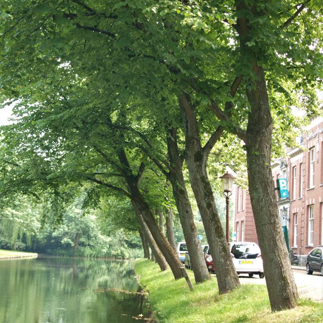 Een rij hollandse linde aan het water