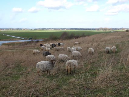 Schapen in een grote weide staan te grazen.