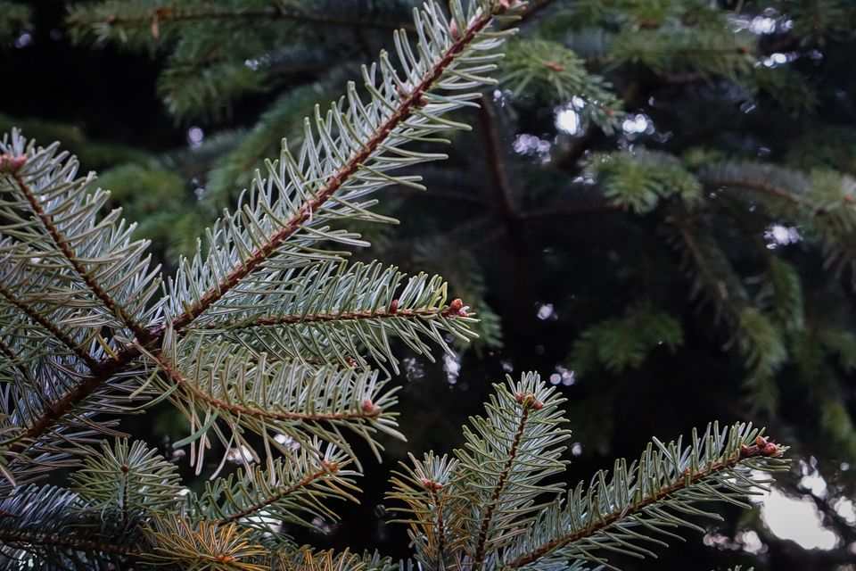 Close-up van dennentakken