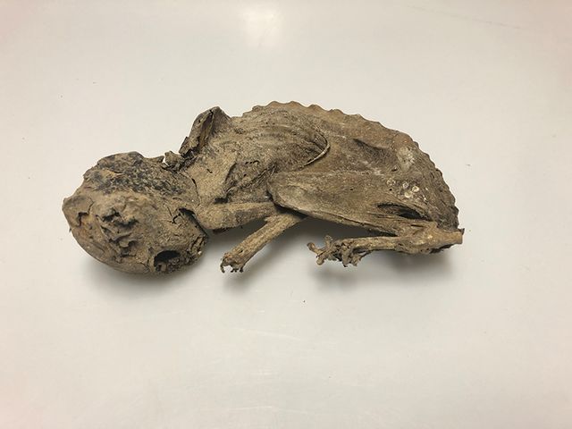 Mummie van een kat die was ingemetseld in het pand Orthenstraat 41 in ’s-Hertogenbosch. De kat lijkt bewust te zijn ingemetseld