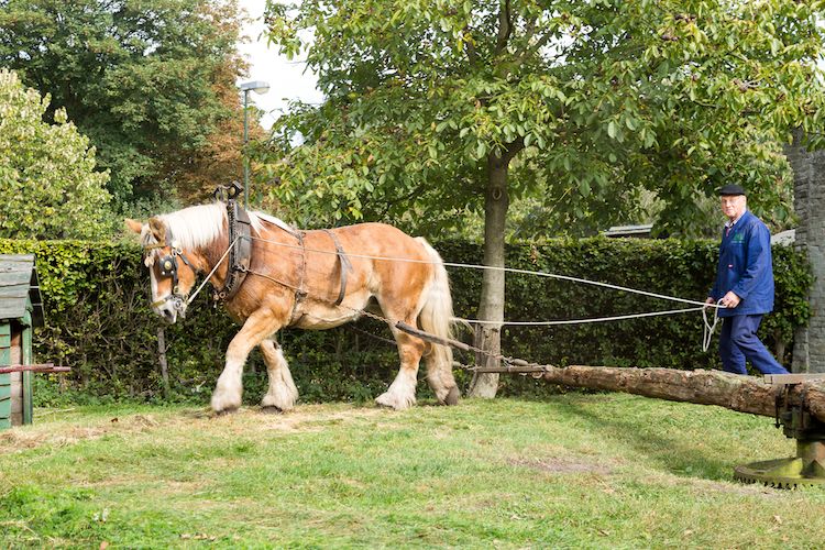 Horse day in the Boerenbondsmuseum Gemert