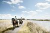 Dokkum Paardrijden op Friesen