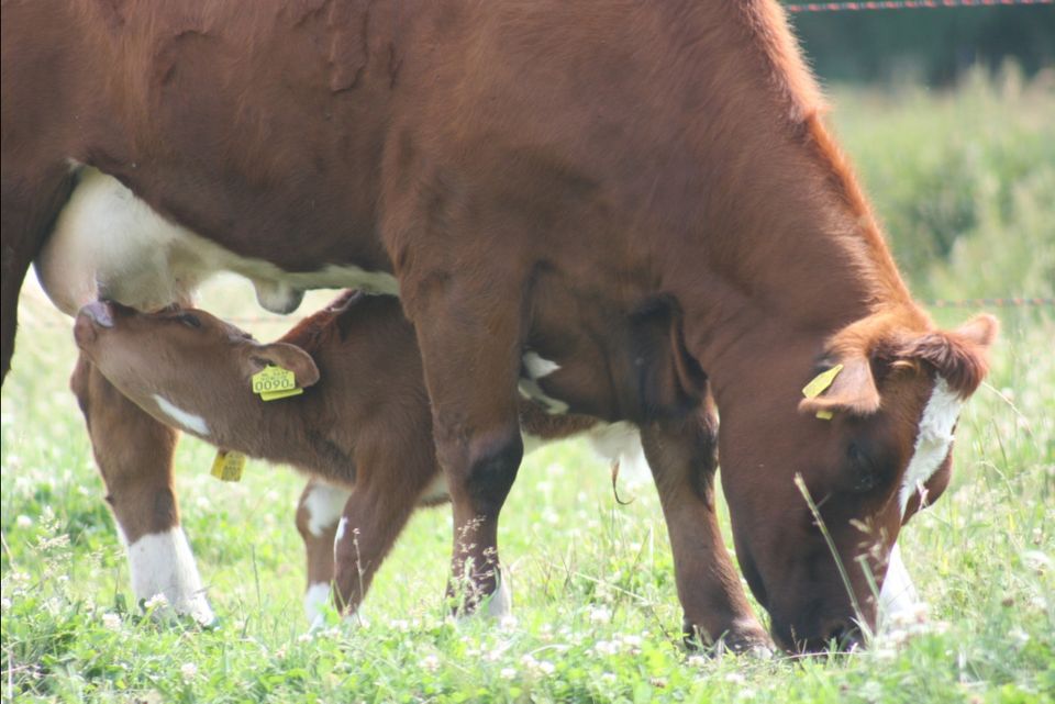 Foodroute Proef de Peel, Deurne-Asten, Hoeve Luyterheyde Neerkant